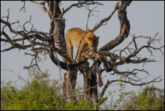A Leopard (Panthera pardus) eating a Python. 
