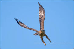 Tawny Eagle (Aquila rapax)  