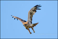 Tawny Eagle (Aquila rapax)  