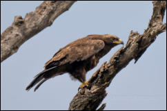 Wahlberg's eagle ( Hieraaetus wahlbergi) 