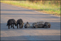 A Hyena (Crocuta crocuta) with cubs, Kruger National Park 