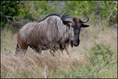 Common Wildebeest (Connochaetes taurinus), Kruger National Park 