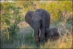 African Elephant (Loxodonta africana) with calf, Kruger National Park 