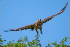 Tawny Eagle (Aquila rapax)  
