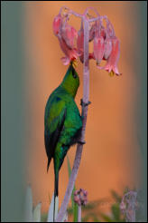 Malachite Sunbird (Nectarinia famosa)  