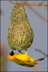 Southern Masked Weaver (Ploceus velatus)  
