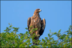 Tawny Eagle (Aquila rapax)  