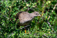 Natal spurfowl (Pternistis natalensis)  