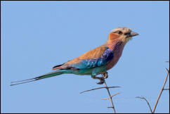 Lilac breasted Roller (Coracias caudatus)  