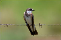 Banded martin (Neophedina cincta)  