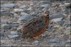 Harlequin quail (Coturnix delegorguei)  
