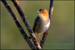 Red-faced cisticola (Cisticola erythrops)  