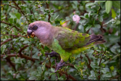Brown-headed parrot (Poicephalus cryptoxanthus)  