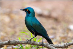 Greater blue-eared starling (Lamprotornis chalybaeus) 