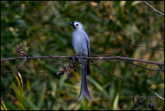 Ashy drongo (Dicrurus leucophaeus), Khao Yai National Park,  