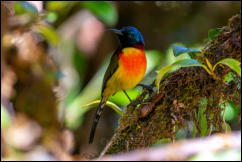 Green-tailed Sunbird, Doi Inthanon subspecies (Aethopyga nipalensis angkanensis), Doi Inthanon National Park. 