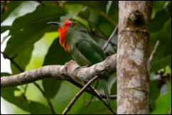 Red-bearded bee-eater (Nyctyornis amictus), Kaeng Krachan National Park.   