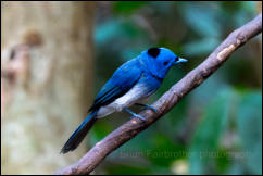 Black-naped monarch (Hypothymis azurea), Kaeng Krachan National Park 