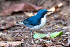 Siberian blue robin (Larvivora cyane), Kaeng Krachan National Park.  