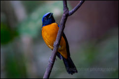 Rufous-bellied niltava (Niltava sundara), Doi Inthanon National Park.  