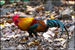 Red junglefowl (Gallus gallus), Kaeng Krachan National Park. 