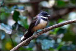 Malaysian pied fantail (Rhipidura javanica), Kaeng Krachan National Park. 
