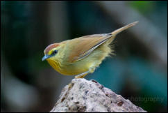 Pin-striped tit-babbler (Mixornis gularis), Kaeng Krachan National Park.   