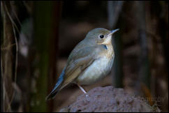 Siberian blue robin (Larvivora cyane), Doi Inthanon National Park.  