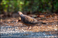 Rufous turtle dove (Streptopelia orientalis), Chiang Mai.  
