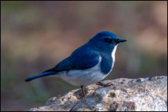 Ultramarine flycatcher (Ficedula superciliaris), Chiang Mai.  