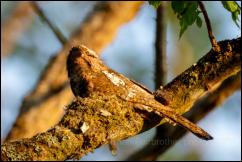 Hodgson's frogmouth (Batrachostomus hodgsoni), Chiang Mai.  