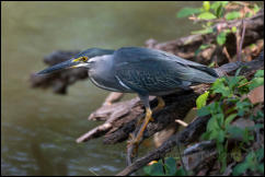 Striated heron (Butorides striata), Bangkok.  
