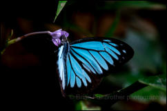 Common Wanderer (Pareronia valeria) Kaeng Krachan National Park, Phetchaburi Province.  