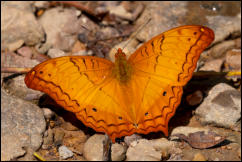 Common Cruiser (Vindula erota) Kaeng Krachan National Park, Phetchaburi Province.  