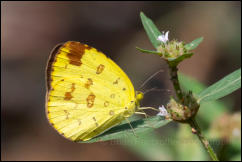 Yellow Orange Tip (Ixias pyrene) Kaeng Krachan National Park, Phetchaburi Province.  