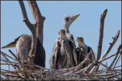 Grey Heron (Ardea cinerea) on nest with chicks, Lake Kerkini National Park, Central Macedonia. 