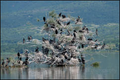 Great Cormorants (Phalacrocorax carbo), Lake Kerkini National Park, Central Macedonia. 