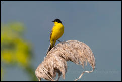 Black-headed Yellow Wagtail (Motacilla flava feldegg), Lake Kerkini National Park, Central Macedonia. 
