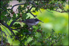 Eastern Orphean Warbler (Curruca crassirostris), Lake Kerkini National Park, Central Macedonia. 