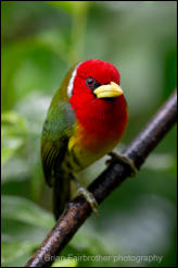 Eurasian Spoonbill (Platalea leucorodia), Lake Kerkini National Park, Central Macedonia. 
