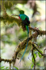 Resplendent Quetzal (Pharomachrus mocinno)