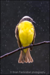 Social Flycatcher (Myiozetetes similis)