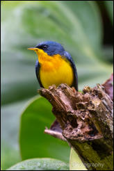 Tropical Parula (Setophaga pitiayumi) 