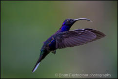  Violet Sabrewing (Campylopterus hemileucurus)