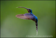 Green Hermit (Phaethornis guy)