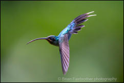 Green Hermit (Phaethornis guy)