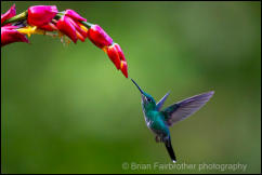  Green-crowned brilliant (Heliodoxa jacula)