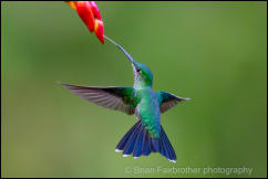 Green-crowned brilliant (Heliodoxa jacula) 