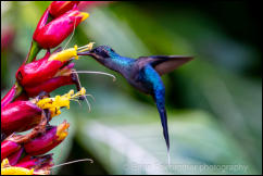 Green Hermit (Phaethornis guy)