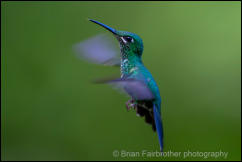 Green-crowned brilliant (Heliodoxa jacula)